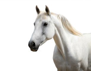 Weißes Pferd isoliert auf weißen Hintergrund, Freisteller  - obrazy, fototapety, plakaty