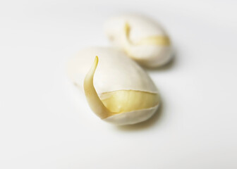 sprouted white beans close up
