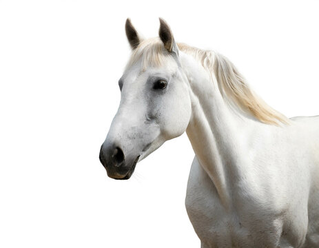 Weißes Pferd isoliert auf weißen Hintergrund, Freisteller 