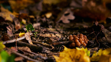 Group of mushrooms among the yellow autumn leaves