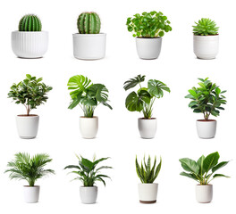 Set of a different houseplants in white pots, isolated on a transparent background