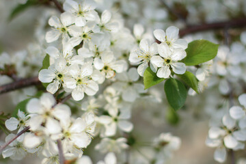 blossoming apple tree branch

