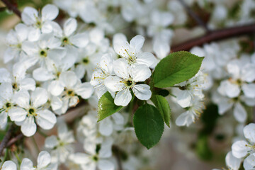 blossoming apple tree branch
