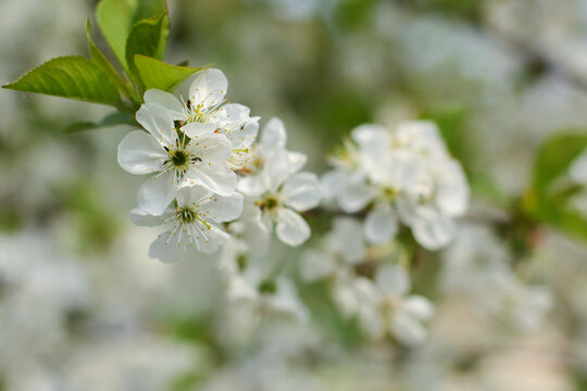 blossoming apple tree branch
