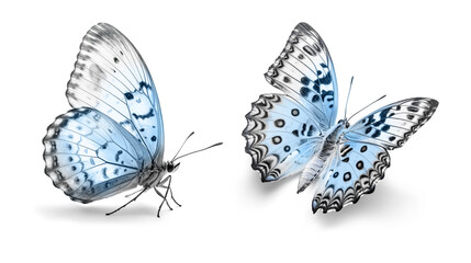 Two light blue butterflies isolated on a white background. - 732448049