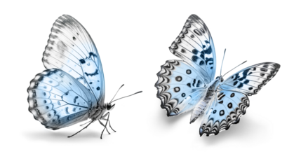 Two light blue butterflies isolated on a white background.