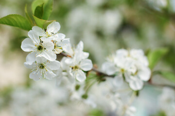 Fototapeta na wymiar blossoming apple tree branch 