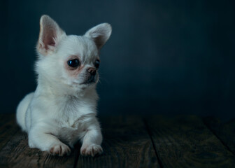 Fototapeta na wymiar Portraite cute white chihuahua puppy on a blue background