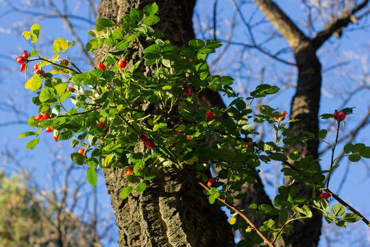 Autumn - rose hips on a branch, wild rose hips in nature, against the blue sky
