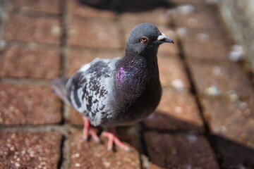 Pigeons blurred during the day