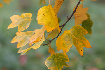 Yellow maple leaves branch on green background