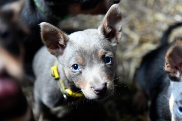 a closeup of a Australian Kelpie puppy