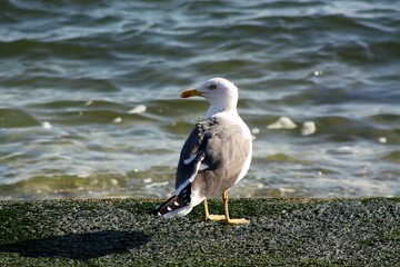 Obraz premium White seagull perched atop a rocky shore overlooking a peaceful body of water