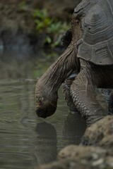 A vertical closeup shot of a dark turtle stretching to drink from a pond