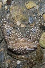 Vertical closeup of a northern stargazer swimming underwater