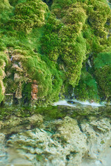 Mossy Wall: Vertical Living Ecosystem