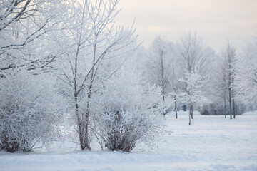 Fototapeta na wymiar Delicate natural background winter snow-covered park.