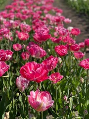 Fototapeta premium pink and white tulips