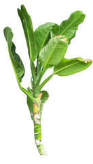 Tree on transparent background, real tree green leaf isolate die cut png file. Can use for realistic garden, decorate, graphic, 3d model, perspective design.