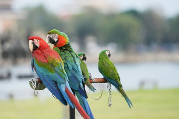 Harlequin Macaw (macaw hybrid) and green wing macaw  free flying parrot 