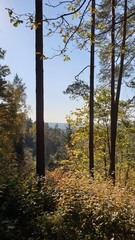 Fototapeta premium autumn forest in the morning