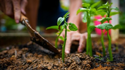Closeup shot of a man carefully planting small plants into the soil. - obrazy, fototapety, plakaty