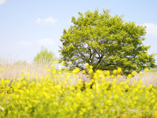 菜の花と緑の風景