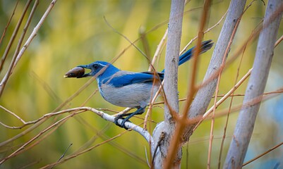 Closeup of a California scrub jay perched on a tree branch in a field