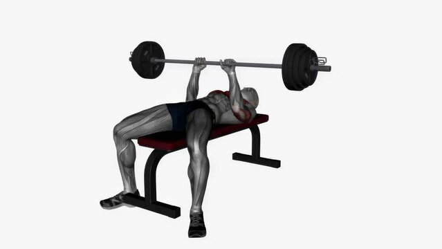 3D rendered animation showcasing the dumbbell bench press exercise on the empty white background