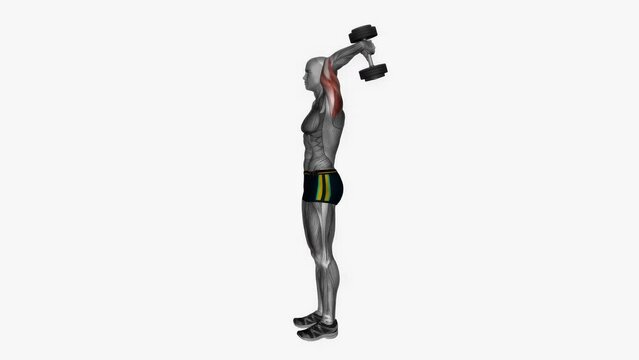 3D rendered animation showcasing the tricep exercise with dumbbells on the white background