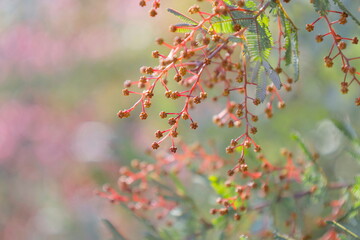 春イメージ：ミモザアカシア（プルプレア）の赤い蕾
