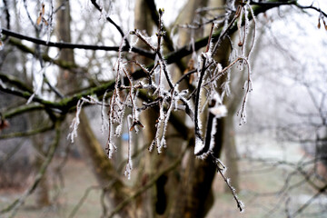 les plantes en hiver- très jolie avec le brouillard