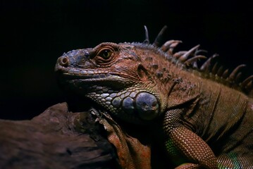 Fototapeta premium Closeup shot of a green iguana on a dark background. Iguana iguana.