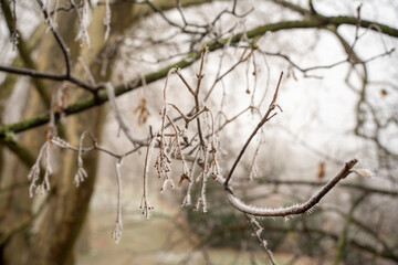 Les plantes en hivernal- très jolie avec le brouillard
