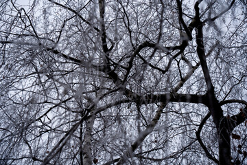 Les plantes en hivernal- très jolie avec le brouillard