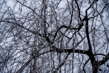 Les plantes en hivernal- très jolie avec le brouillard