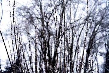 Les plantes en hivernal- très jolie avec le brouillard