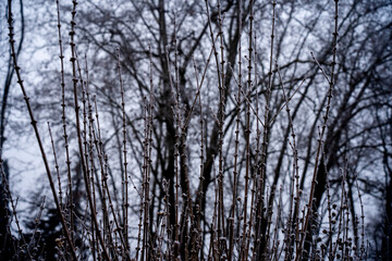 Les plantes en hivernal- très jolie avec le brouillard