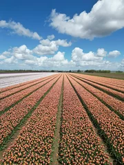 Fotobehang Idyllic rural landscape featuring a vibrant field of tulips in full bloom © Wirestock