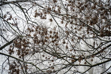 Les plantes en hivernal- très jolie avec le brouillard