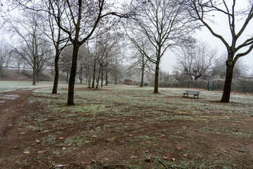 Les plantes en hivernal- très jolie avec le brouillard