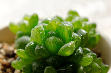 多肉植物：ハオルチア・オブツーサの葉、透明感、緑