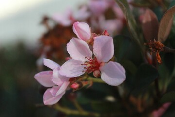 Fototapeta na wymiar Of a small, vibrant pink flower in bloom