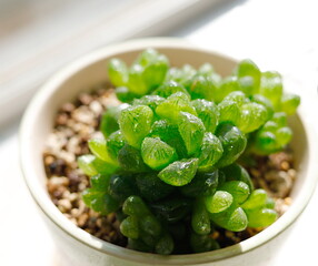 多肉植物：陽に透けるハオルチア・オブツーサの葉