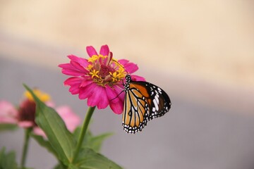 Monarch butterfly collecting nectar from the petals © Wirestock