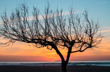 Barren tree silhouetted against the sky at sunset.