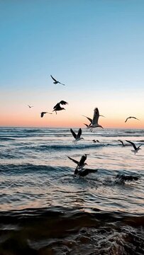 Vertical slow motion video of seagulls flying above the sea during sunset