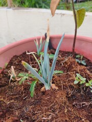 planting a red onion seedling