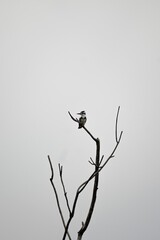 a bird sits on the branch of a tree in the fog