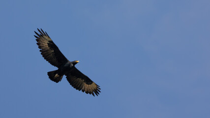 a verreaux's eagle in flight